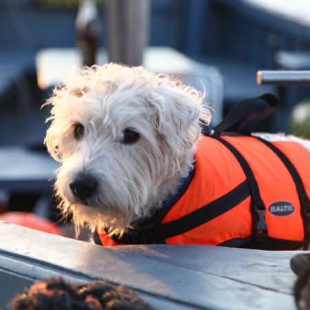 Picture of Jack the dog